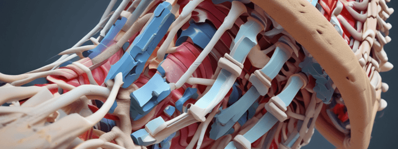 Spinal Shear Forces and Movements Quiz