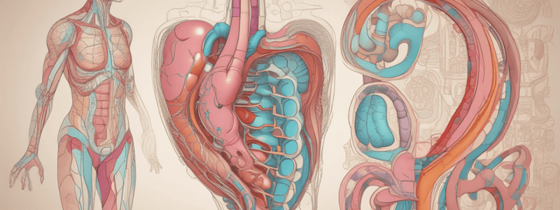 Human Digestive and Urinary System Process