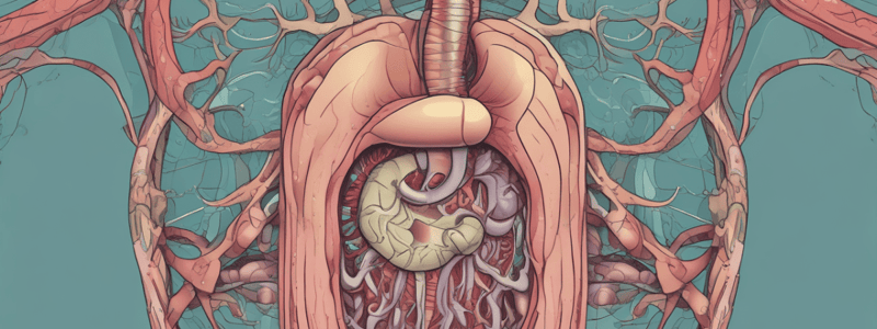 Anatomy of the Digestive System