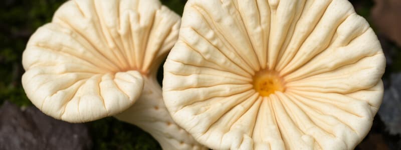 Fungi Quiz: Basidiomycetes & Deuteromycetes