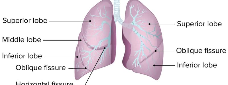 Chapter 23- Respiratory System