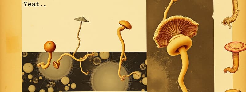 Yeast Overview and Lifecycle