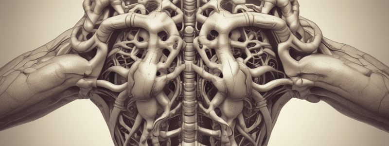 Bones of the Vertebral Column