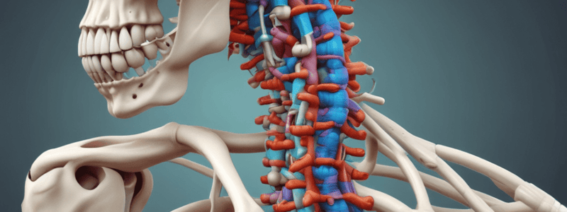 Axial Skeleton Anatomy