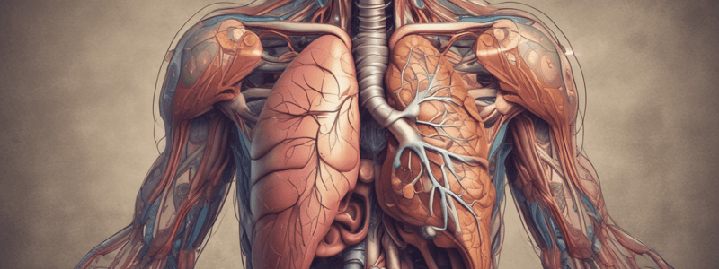 Anatomy of Trachea and Airway Structure