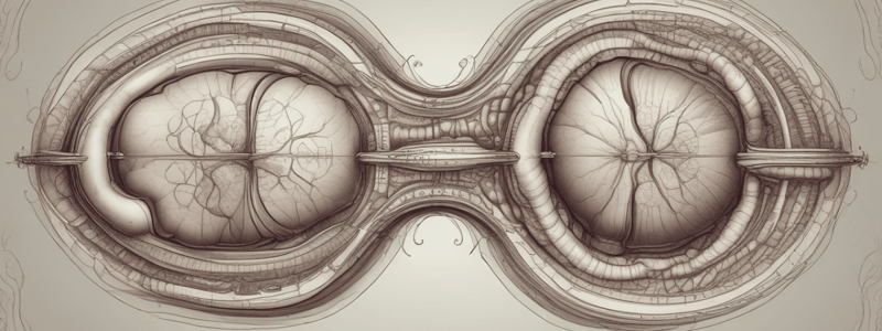 Balance: Otolith Organs Orientation