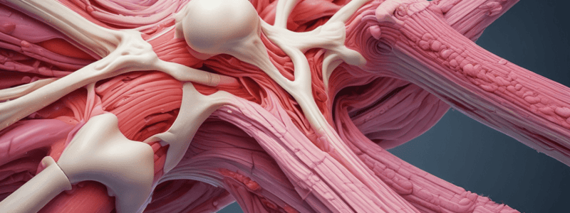 Muscle Anatomy and Connective Tissue Layers Quiz