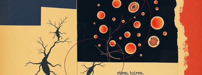 Haematopoiesis and Blood Cell Formation