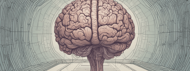 Visual Perception Pathways in Brain