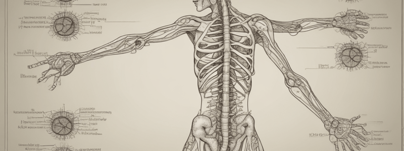 Anatomy of the Autonomic Nervous System