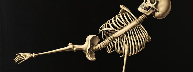 Function and Classification of Bones