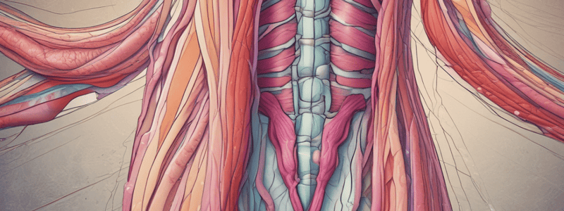 Muscle Tissue