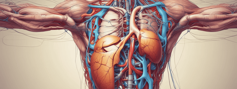 Anatomía y Fisiología del Sistema Urinario