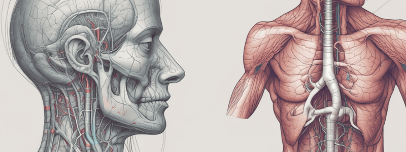 Respiratory Anatomy 1.2