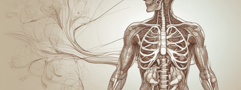 Respiratory System Anatomy easy