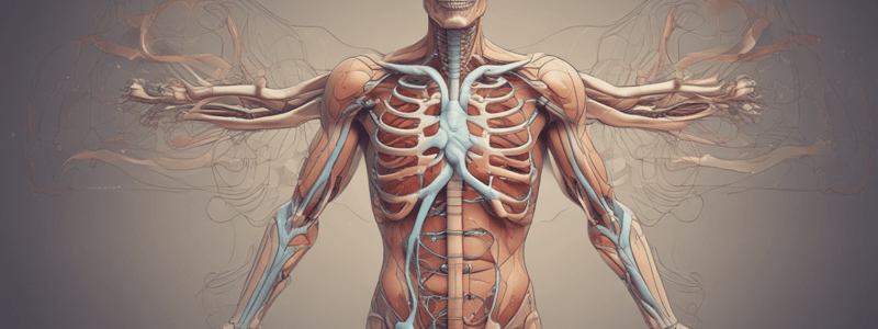 Respiratory System Anatomy