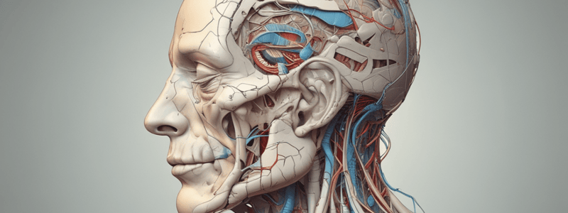 Facial Anatomy and Nerve Functions