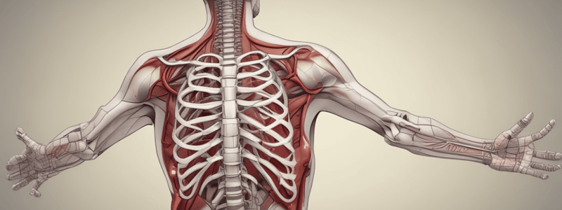 Thoracic Injuries and Anatomy Review