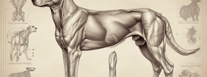 Anatomy of Canine Abdominal Oblique Muscles