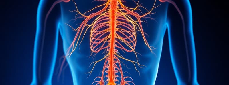 Somatic Nervous System Overview