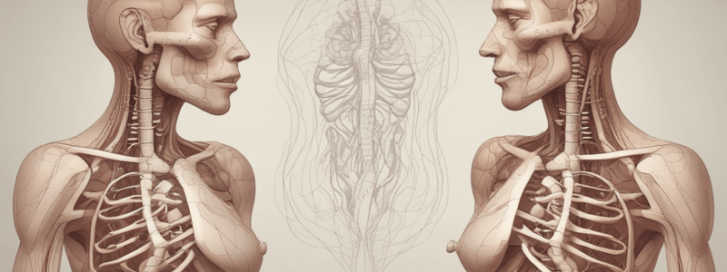 Human Anatomy: The Lungs