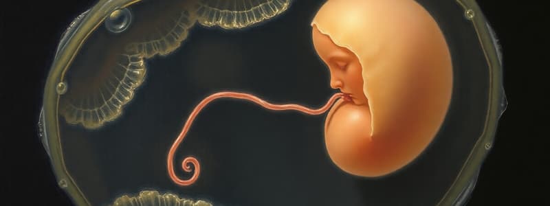 Fertilization and Mitosis in Embryology