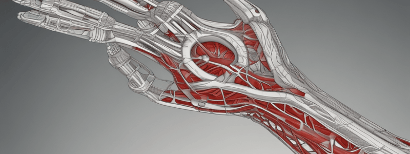 Ninja Nerd - Circulatory System | Arteries & Veins of the Upper & Lower Limbs | Wire Man Model