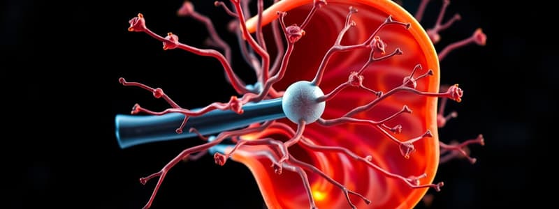 Biology Chapter: The Auditory System and Sensory Receptors