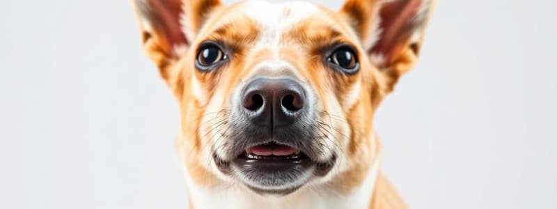 1 Small Animal Endocrine & Exocrine Pancreatic Disease