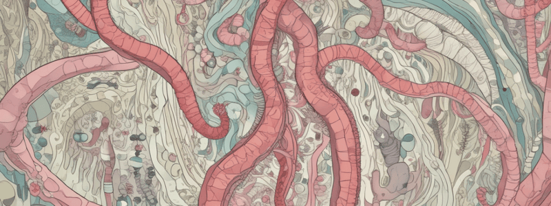 Digestion Process and Duodenum Overview