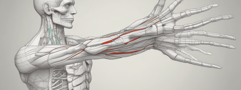 Anatomía del Miembro Superior