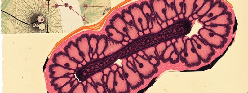 Histology Overview: Tissue Types and Functions