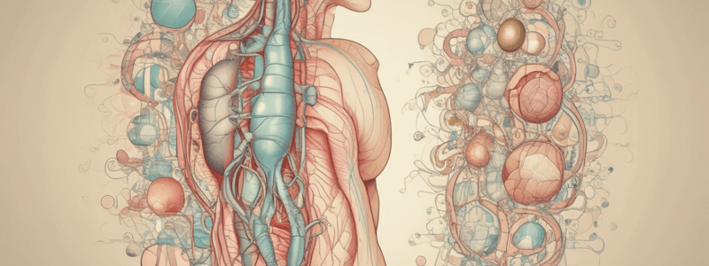 Endocrine System Overview