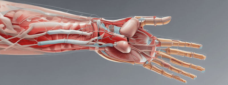 Wrist Imaging and Anatomy