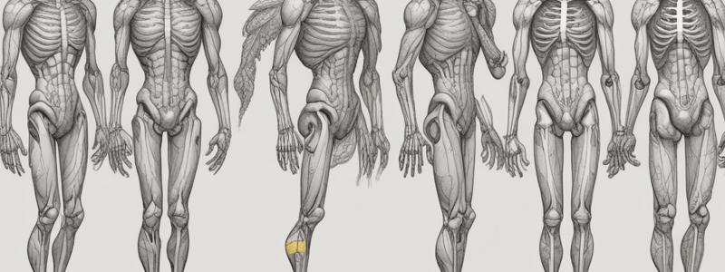 Human Anatomy: Upper and Lower Limbs Comparison