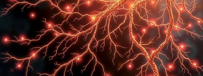 Nervous System Functions and Impulses