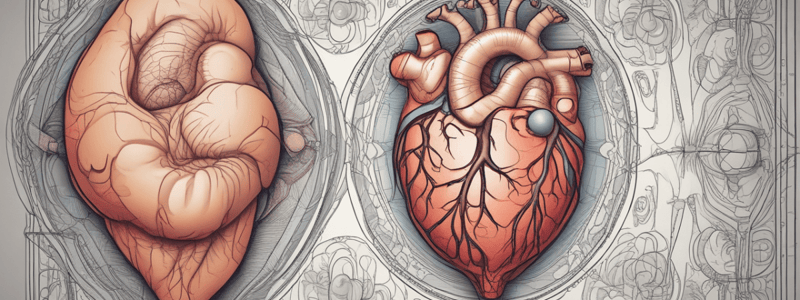 Fetal Cardiac Development