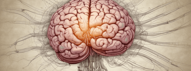 Cerebellum Input Pathways Quiz