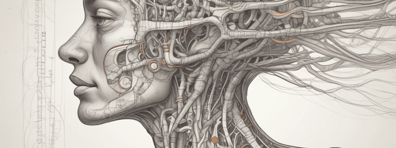 Sympathetic Nervous System