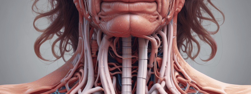 Respiratory System Anatomy: Trachea, Bronchi, and Larynx Structure