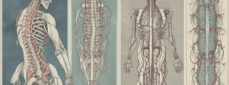 Il Midollo Spinale: Anatomia e Struttura