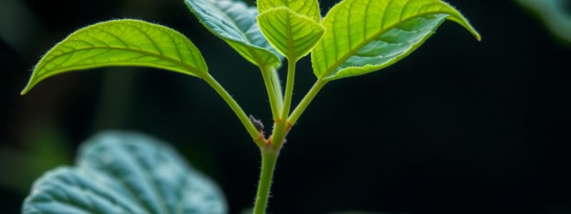 Metabolism Primar și Secundar la Plante