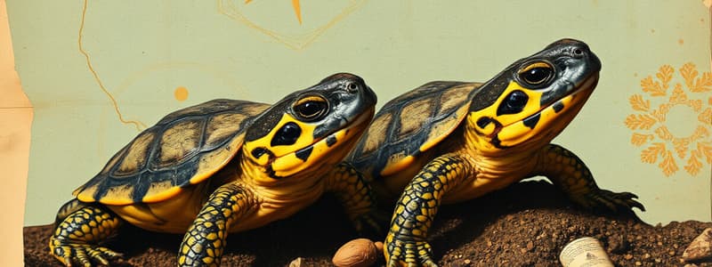 Growth Mindset and Turtle Behavior Quiz