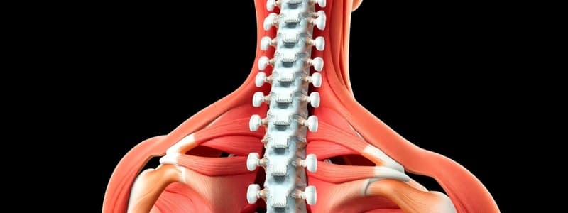 Muscle Function and Stabilization Quiz