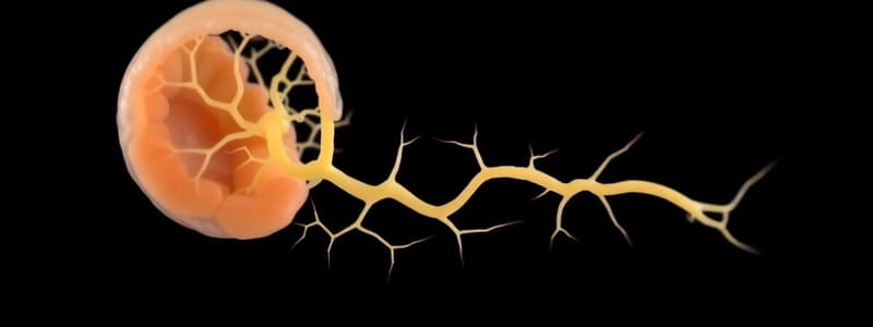 Développement embryonnaire du système nerveux central