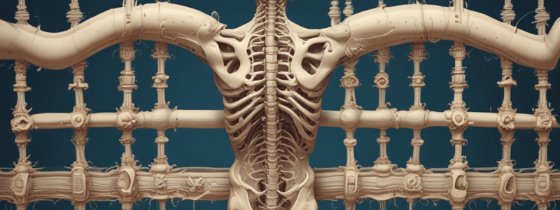 Vertebral Column Anatomy