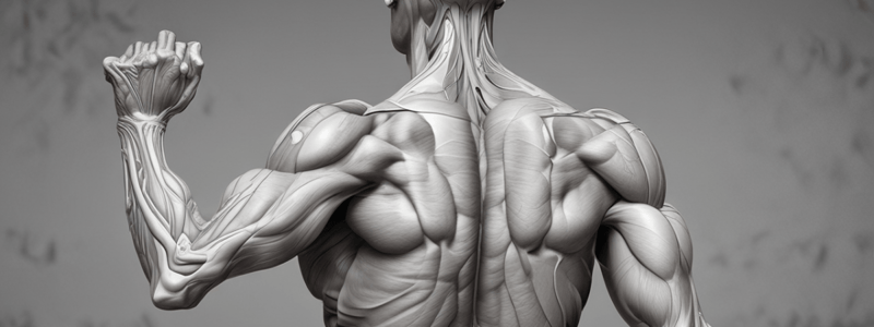 Anatomy of the Shoulder Muscles