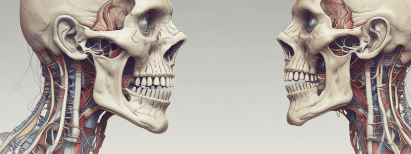 Mandible Movement and Trigeminal Nerve