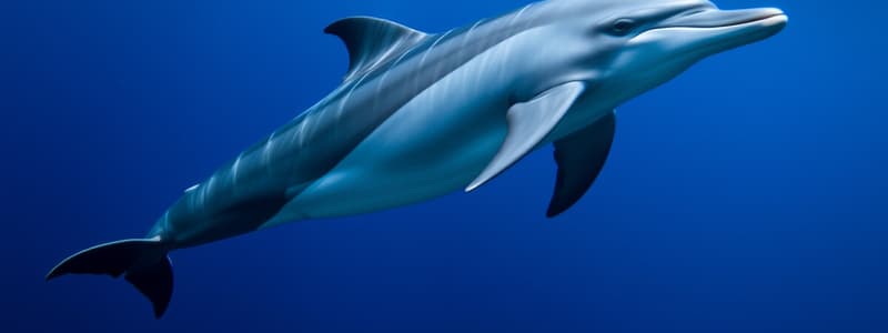 Classification of Dolphins Flashcards