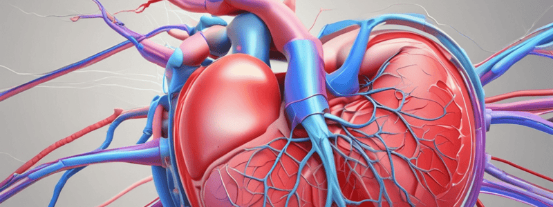 Cardiac Conduction System and Phases Quiz